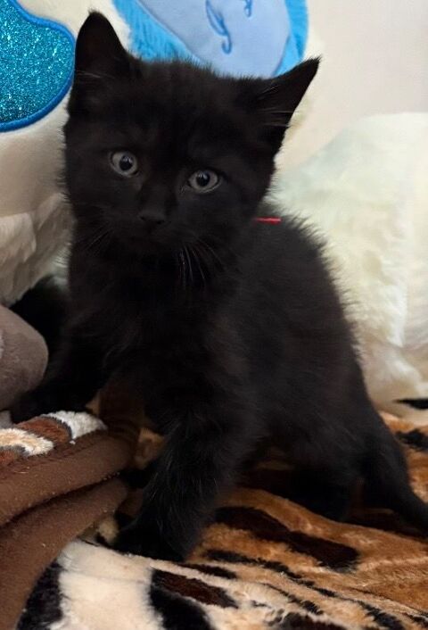 Chaton 0 06200 Nice