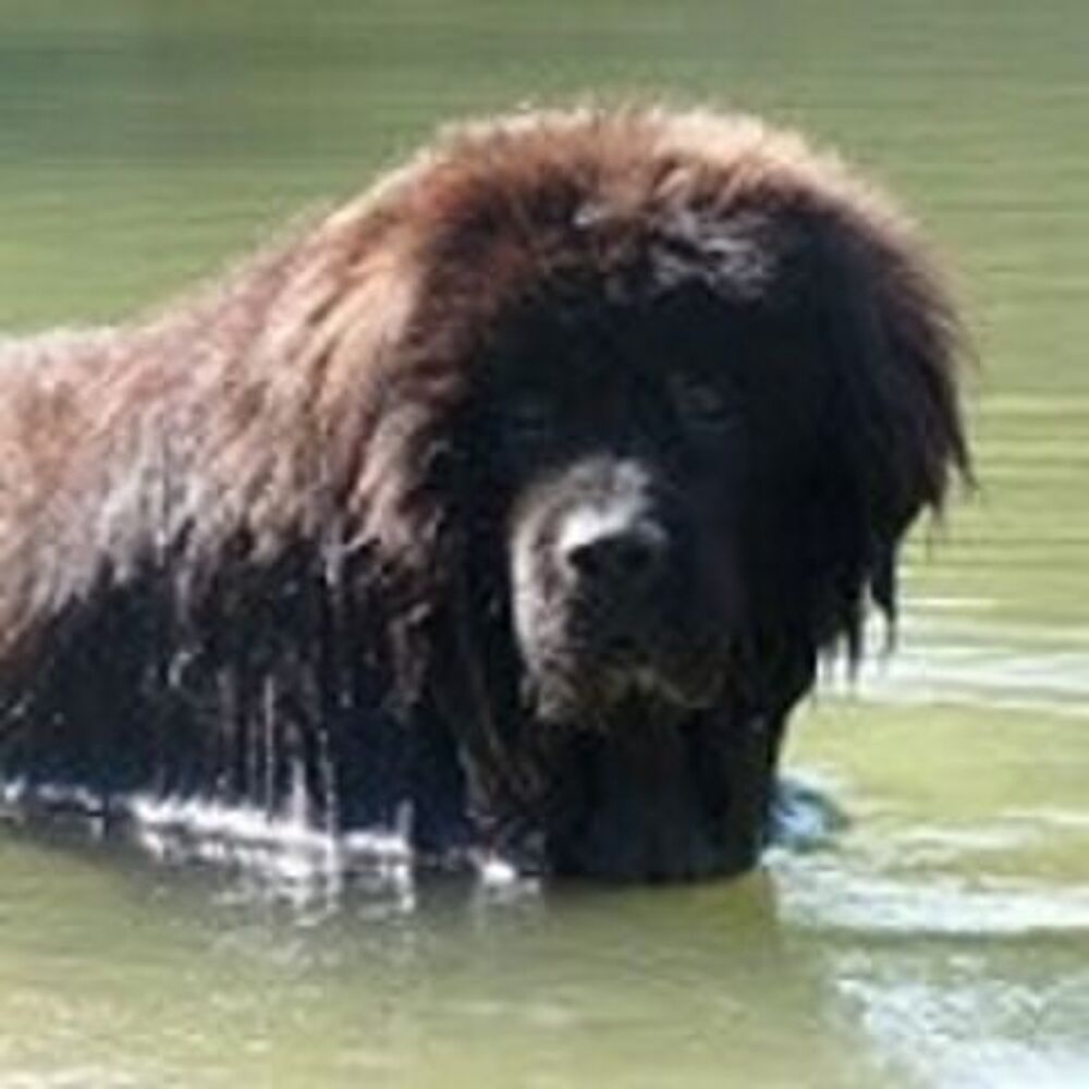   Garde d'animaux a votre domicile sur Montpellier et environs 