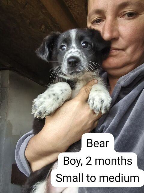 BEAR 0 75018 Paris