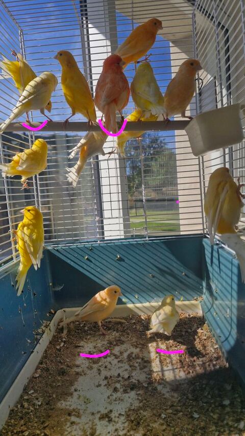 Canari 18 44350 Gurande