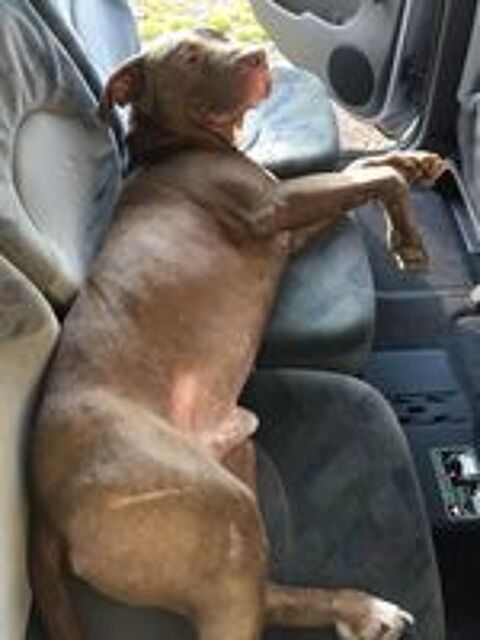   Denver, 4 ans, cherche  un  bon  foyer  