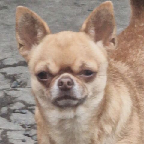 Chihuahua pl court  chocolat dilu&eacute;. 600 37120 Luz�