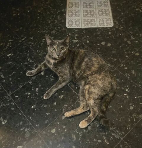 Barby 1 an gentile chatte caline cherche adoptants 140 11000 Carcassonne