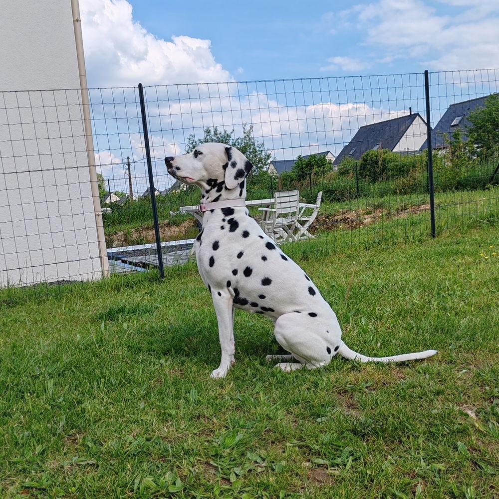   Recherche male dalmatien pour saillie 