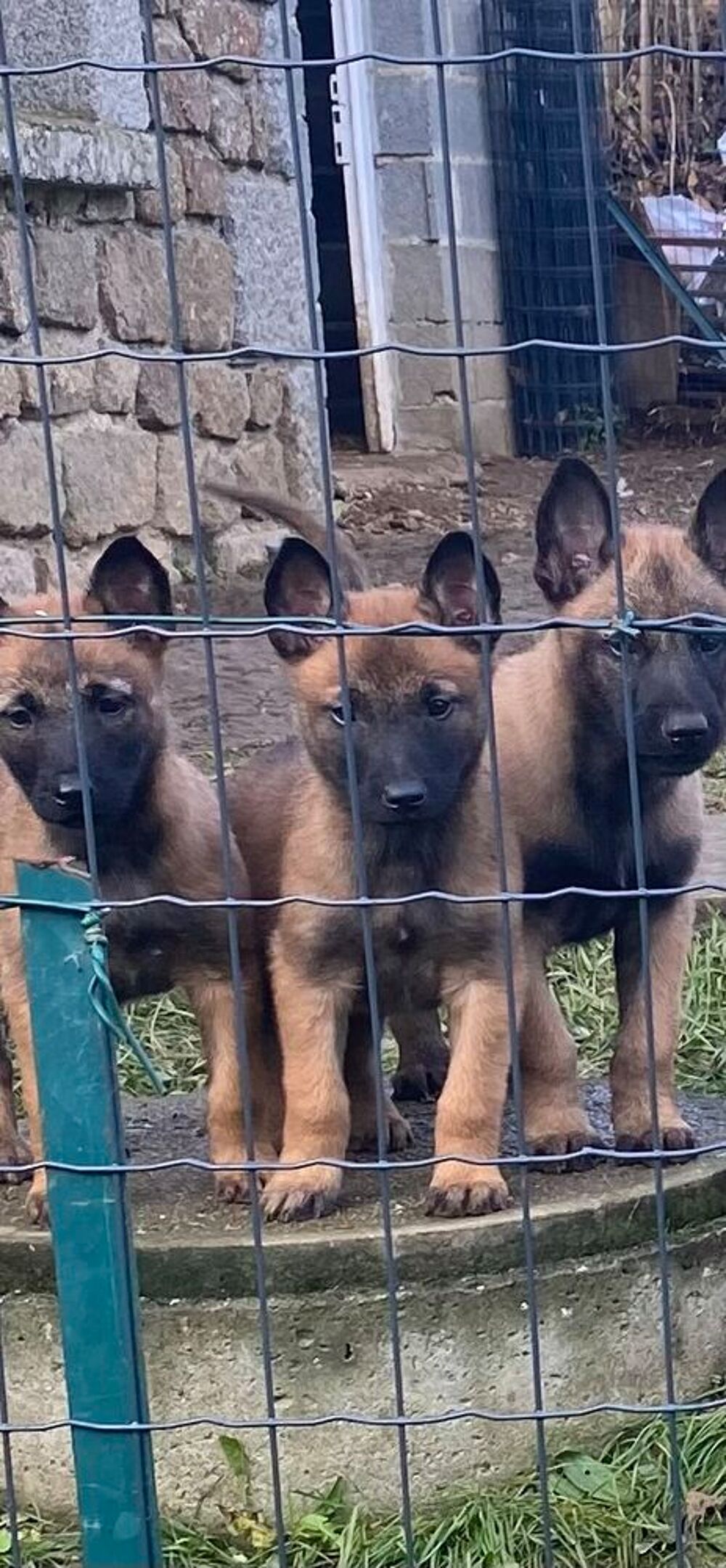   Chiots malinois à réserver . 