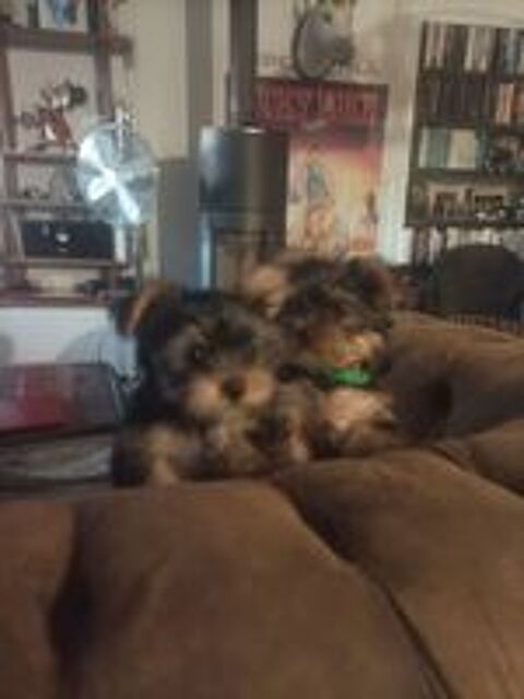   Chiots Yorkshire terrier  