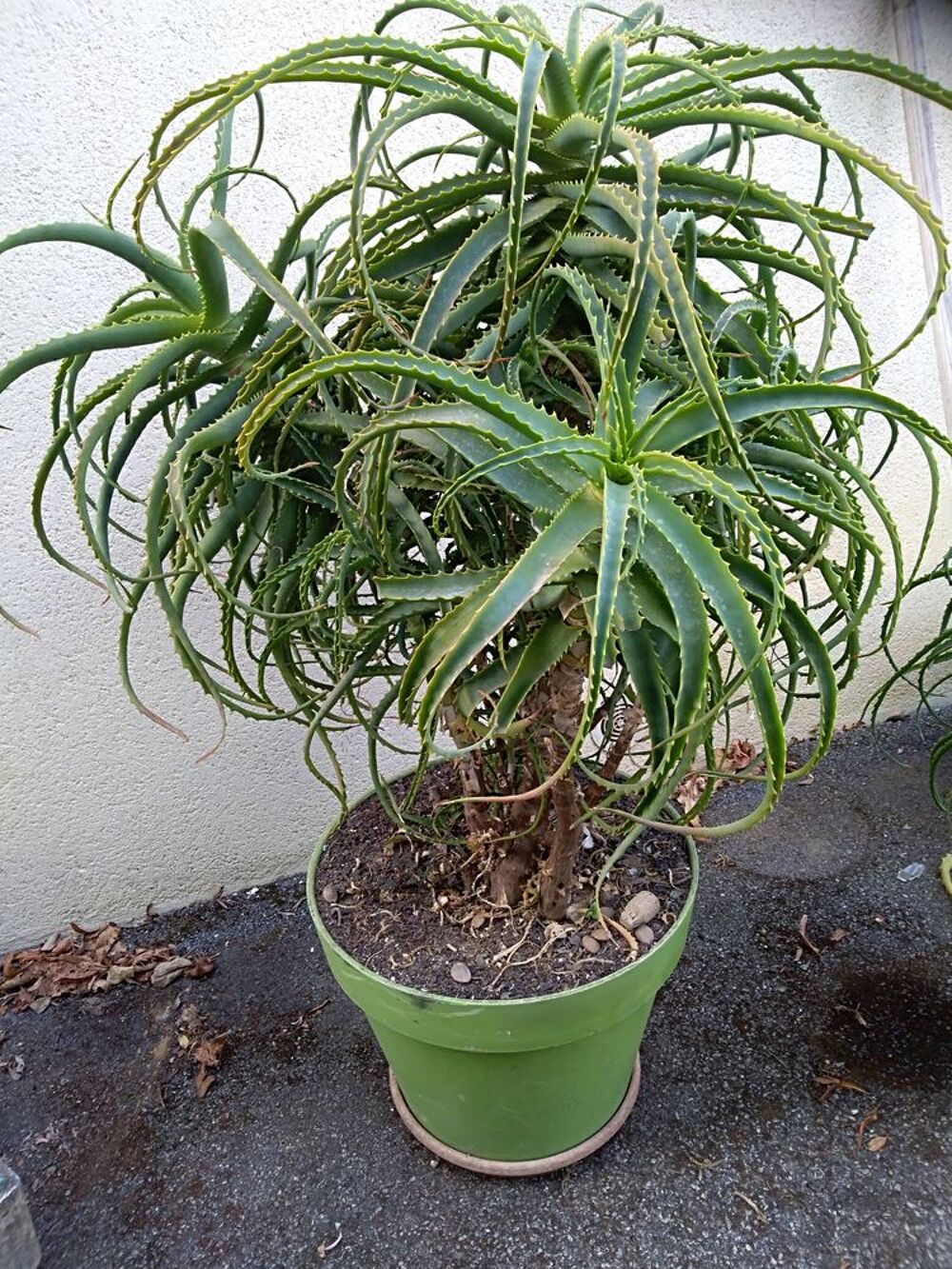 Plante grasse Jardin