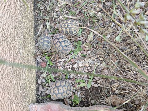 Tortue de terre de 2 ans a 4 ans 50 84270 Vedène