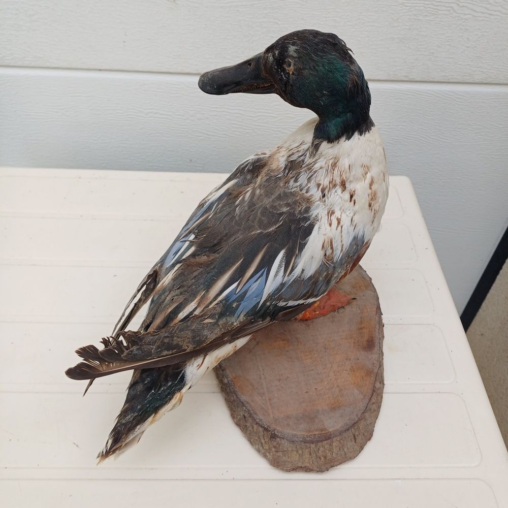 taxidermie ampaille canard souchet Décoration