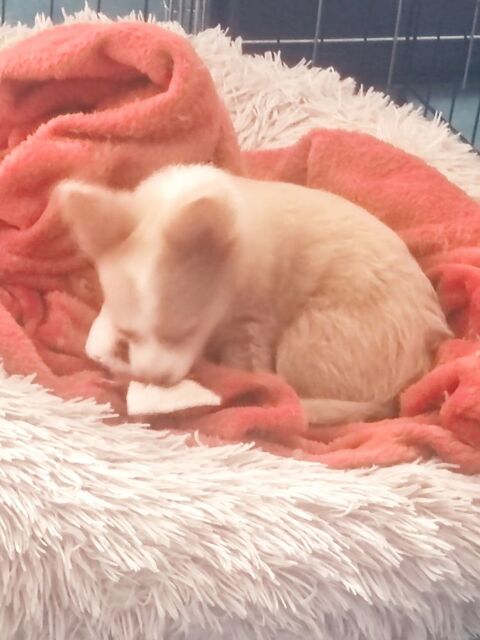 A r&eacute;serv&eacute; chiots 0 73000 Chamb�ry