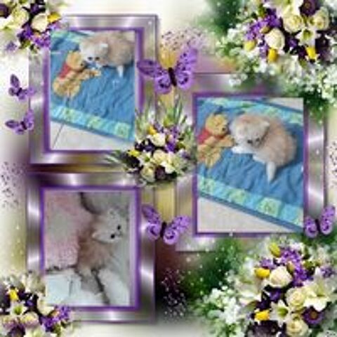   Chatons Persans 