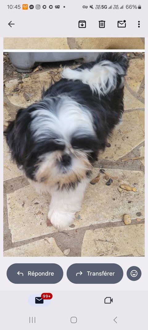 Petite shih tzu femelle de  3 mois LOF 1500 34300 Le grau d'agde