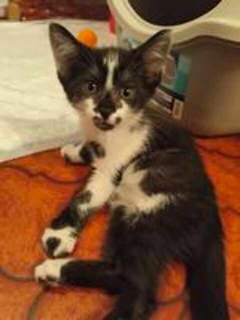   2 chatons F de 3 mois   