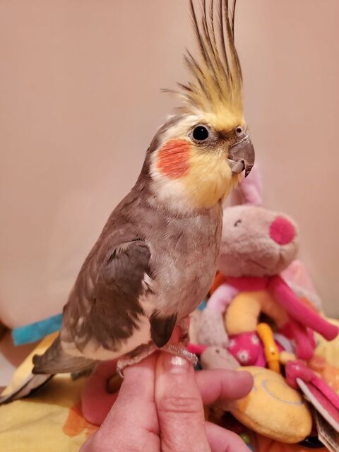 Perruche calopsitte eam 200 77340 Pontault-combault