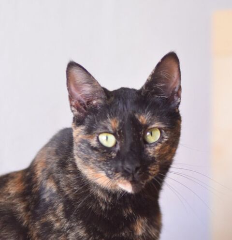 MOLLY 220 95610 ragny