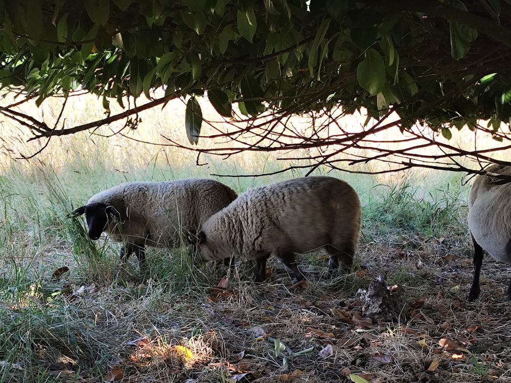   Agneau suffolk  