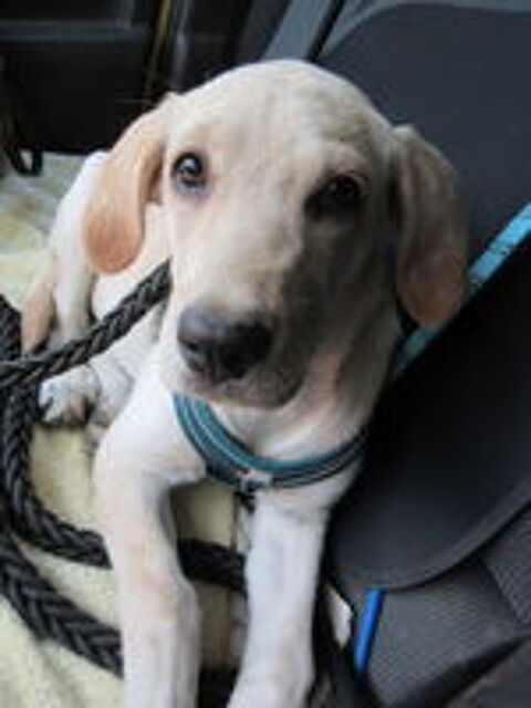   Senna est à l'adoption! 
