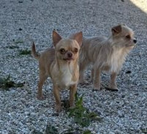   chiens chihuahuas 