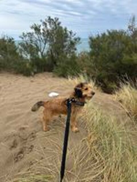   Gentil chien cherche gentille famille pour m'adopter  