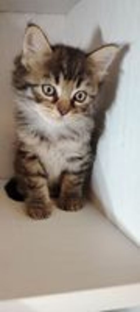   chaton angora  