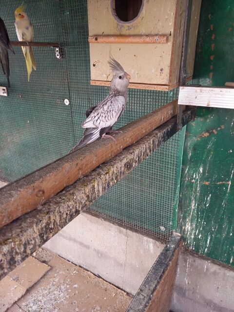 Calopsitte 66350 Toulouges