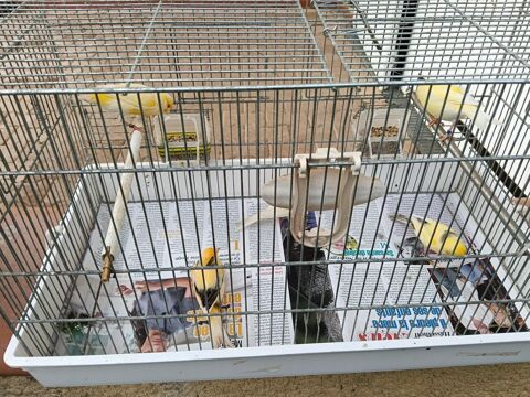 CANARIS 20 31470 Saint-lys