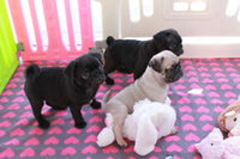   Chiots carlin sable et noir 