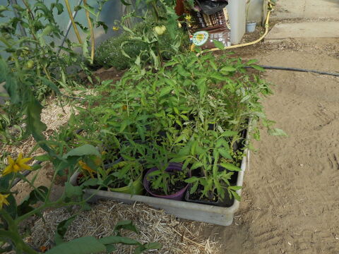 Légumes :plants de tomates 1 Bion (50)