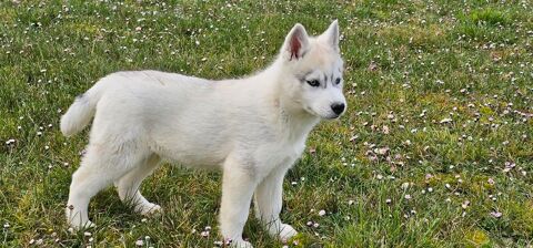 a vendre chiot siberian husky 980 31530 Bellegarde-sainte-marie