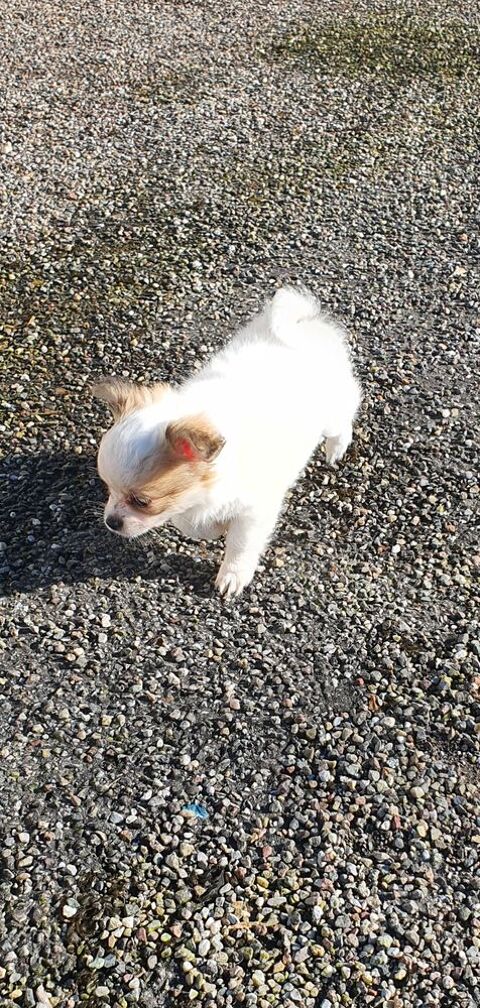 Chihuahua femelles 1200 70110 Villersexel