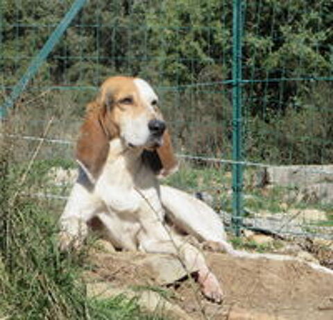   Max est à l'adoption! 