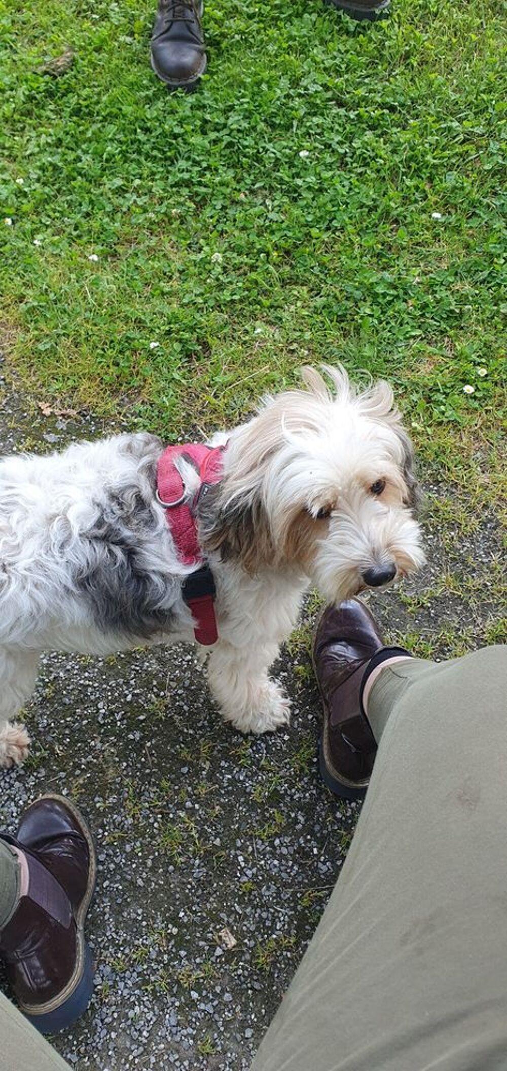 Je suis Audrey Invalide je recherche petit manteau chien V�tements