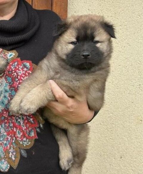 chiot femelle EURASIER LOF 1200 27210 Beuzeville