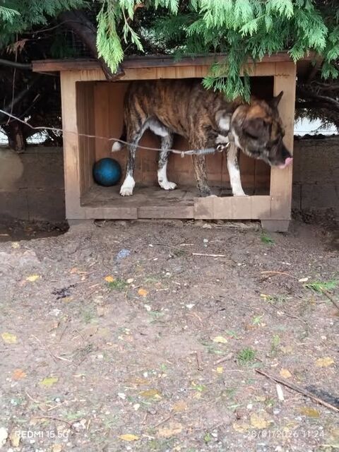 Chien SIMBA &agrave; l adoption 210 69220 Belleville