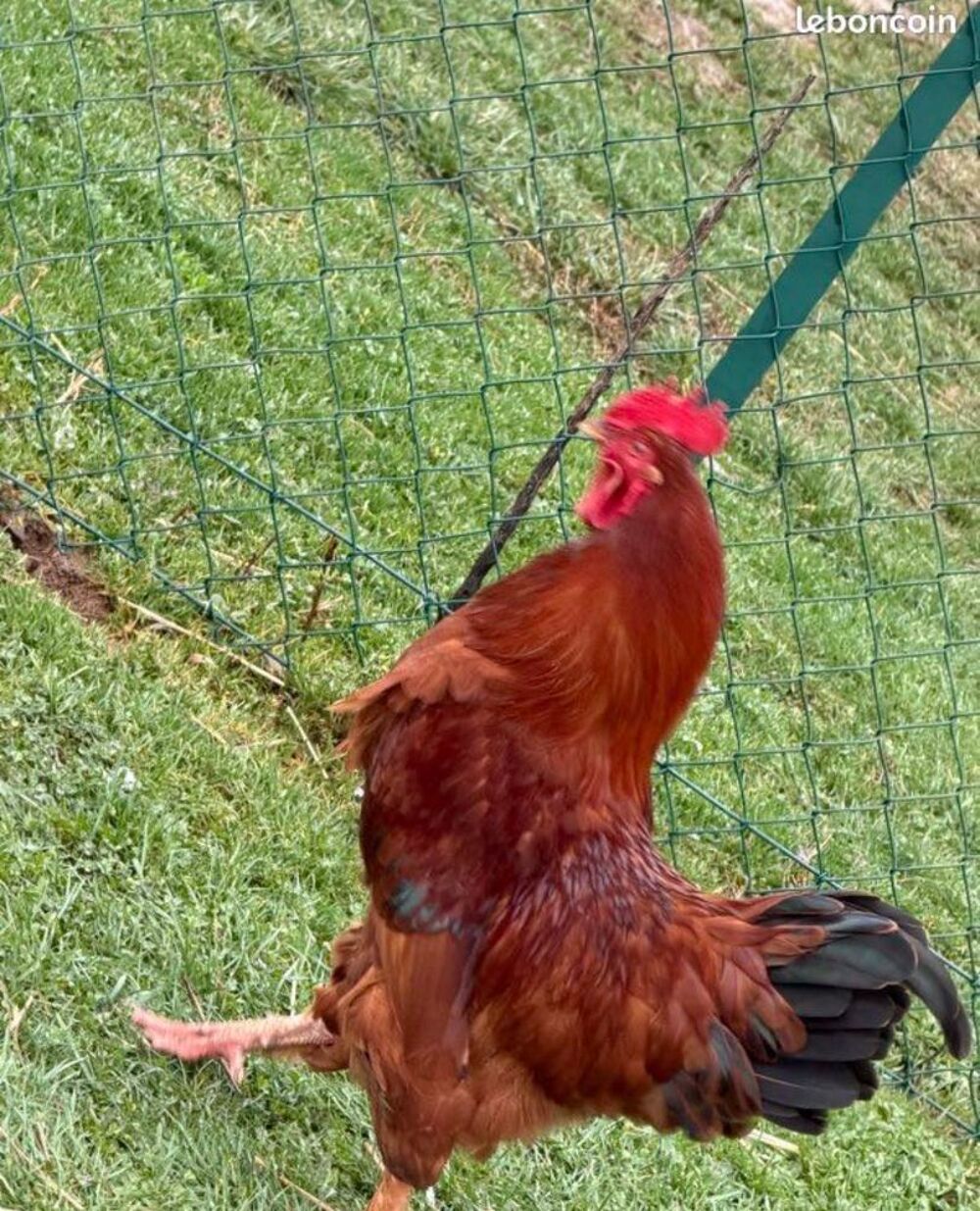 grand coq Jardin