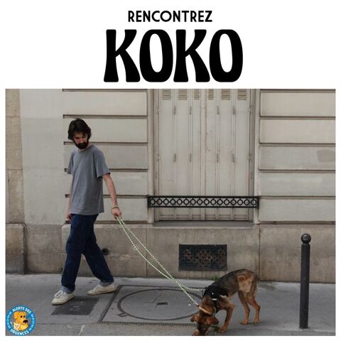 KOKO SE TROUVE ACTUELLEMENT EN FAMILLE D'ACCUEIL SUR PARIS 0 75018 Paris
