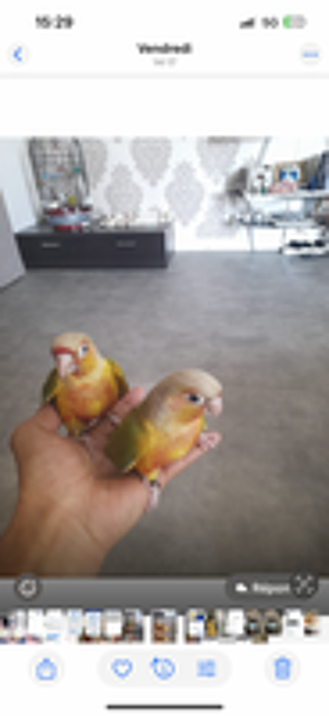   Conure apprivoisé  
