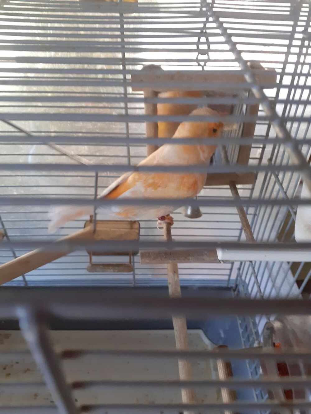   Canari femelle. 