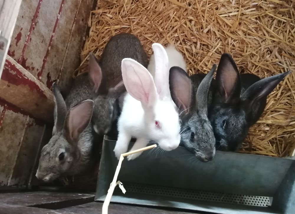   Lapins fermiers  