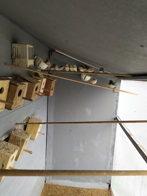 mandarins divers coloris vivent en voliere ext&eacute;rieure 15 49300 Cholet