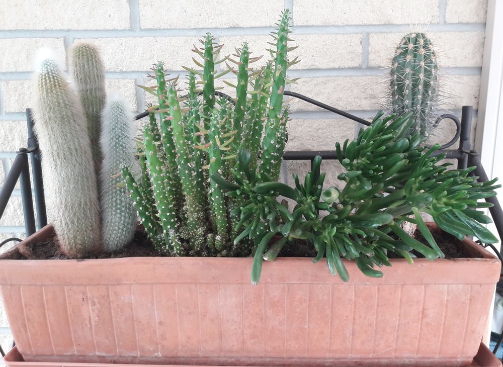 Jardini&egrave;re avec 4 cactus Décoration
