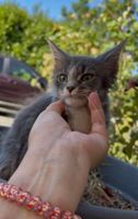   Maine coon  