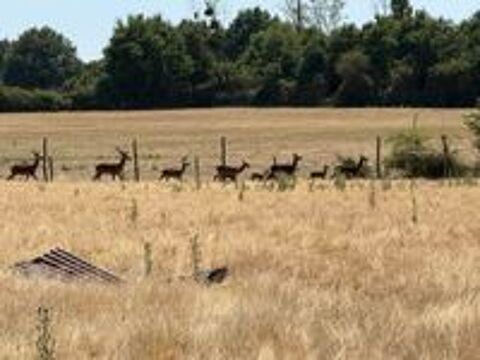   CERF et biche environs 11 animaux 