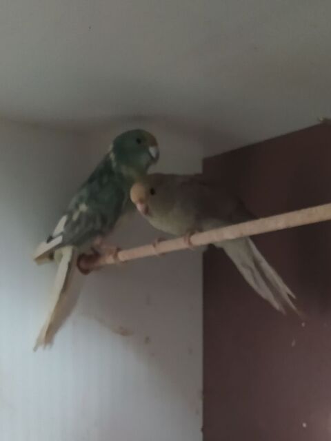 Kakariki 130 81370 Saint-sulpice