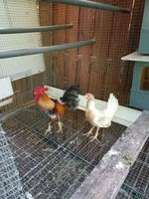   Poule et coq combattant Espagnol  