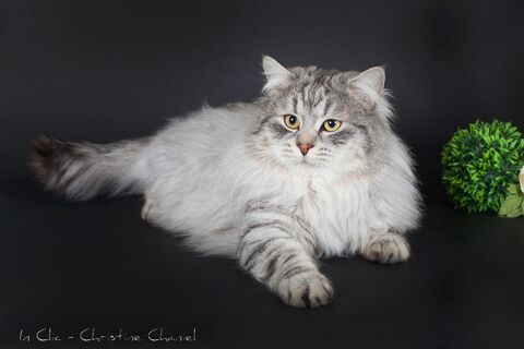 magnifiques chatons loof  sibériens à réserver 06600 Antibes