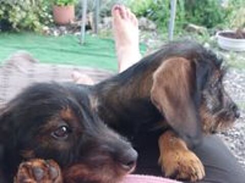   Vends chiot teckel mâle   