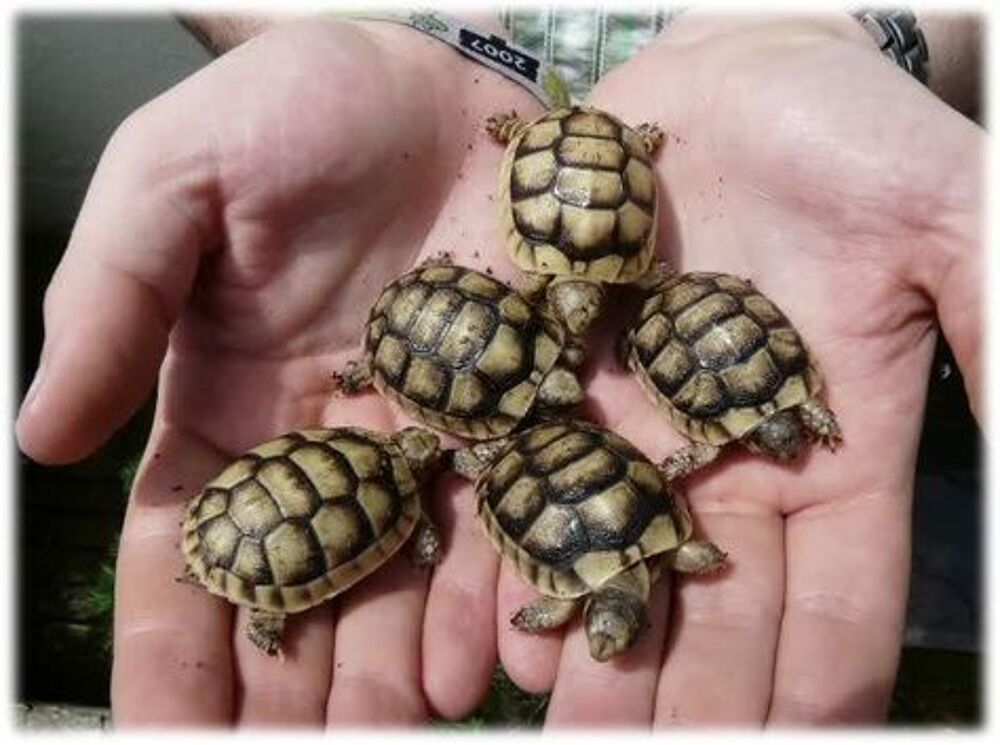   bb tortue 2026 