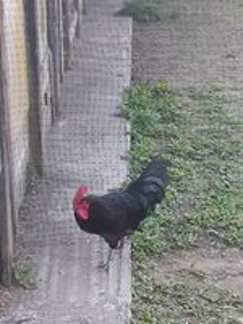   Coq Noir de Janzé pur race 