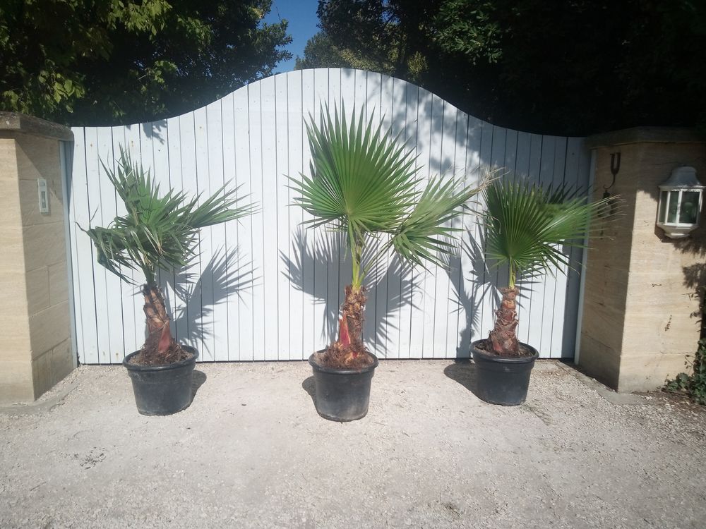 Palmiers 'Washingtonia' robustes et r&eacute;sistant en container. Jardin